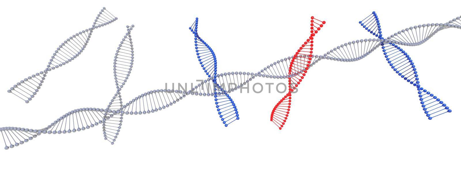 dna symbol blue and red on it isolated in white background - 3d rendering