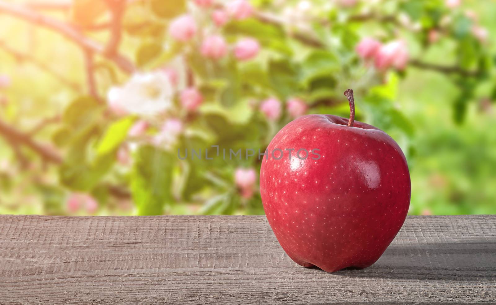 Red apple on a wooden table by Cipariss