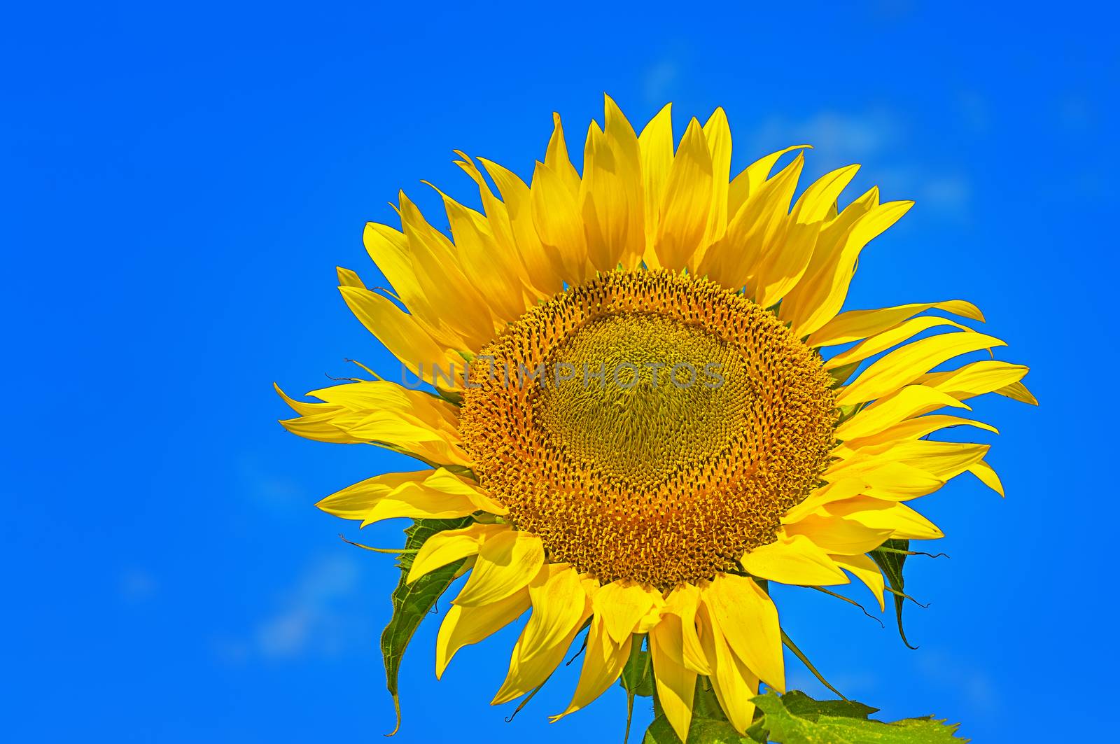 Closeup of flower sunflower on background of blue sky with clouds