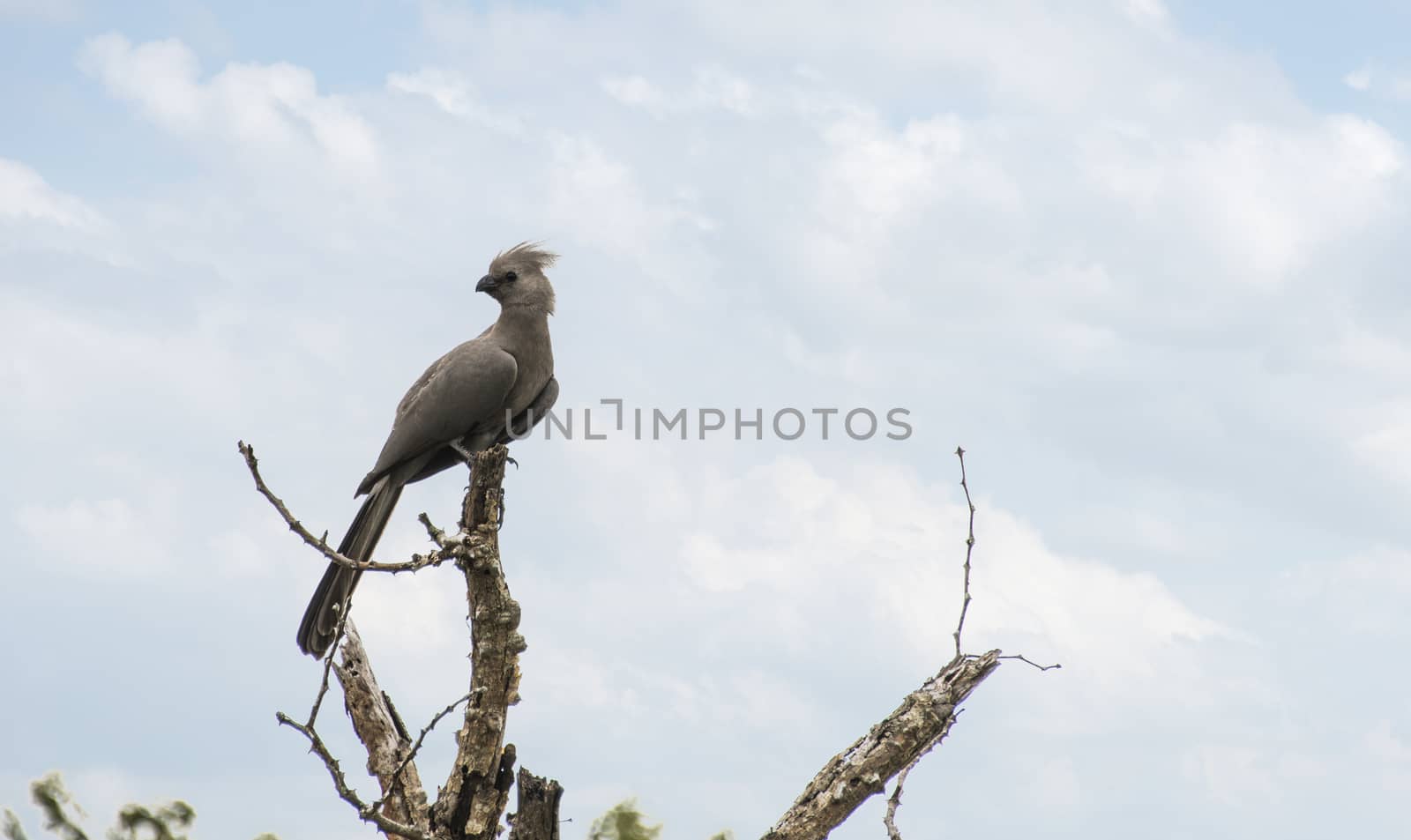 Grey go-away bird in Kruger national park, South Africa , Specie C orythaixoides concolor family of Musophagidae