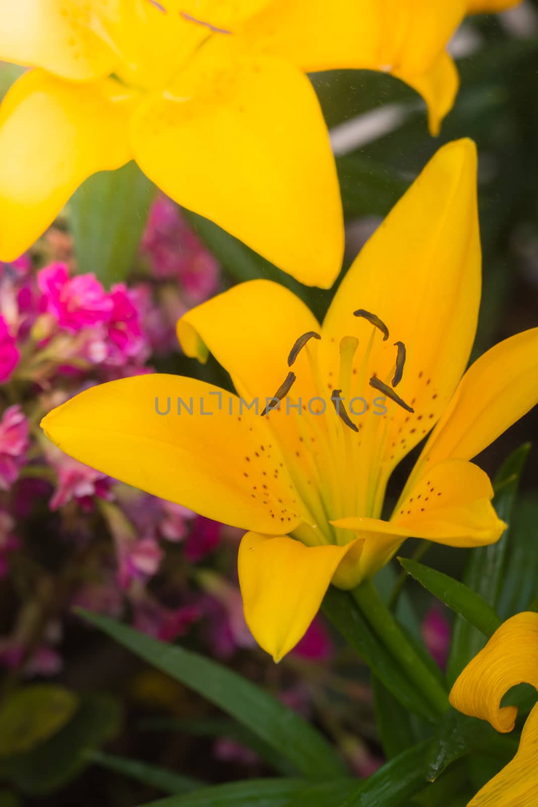 The background image of the colorful flowers, background nature