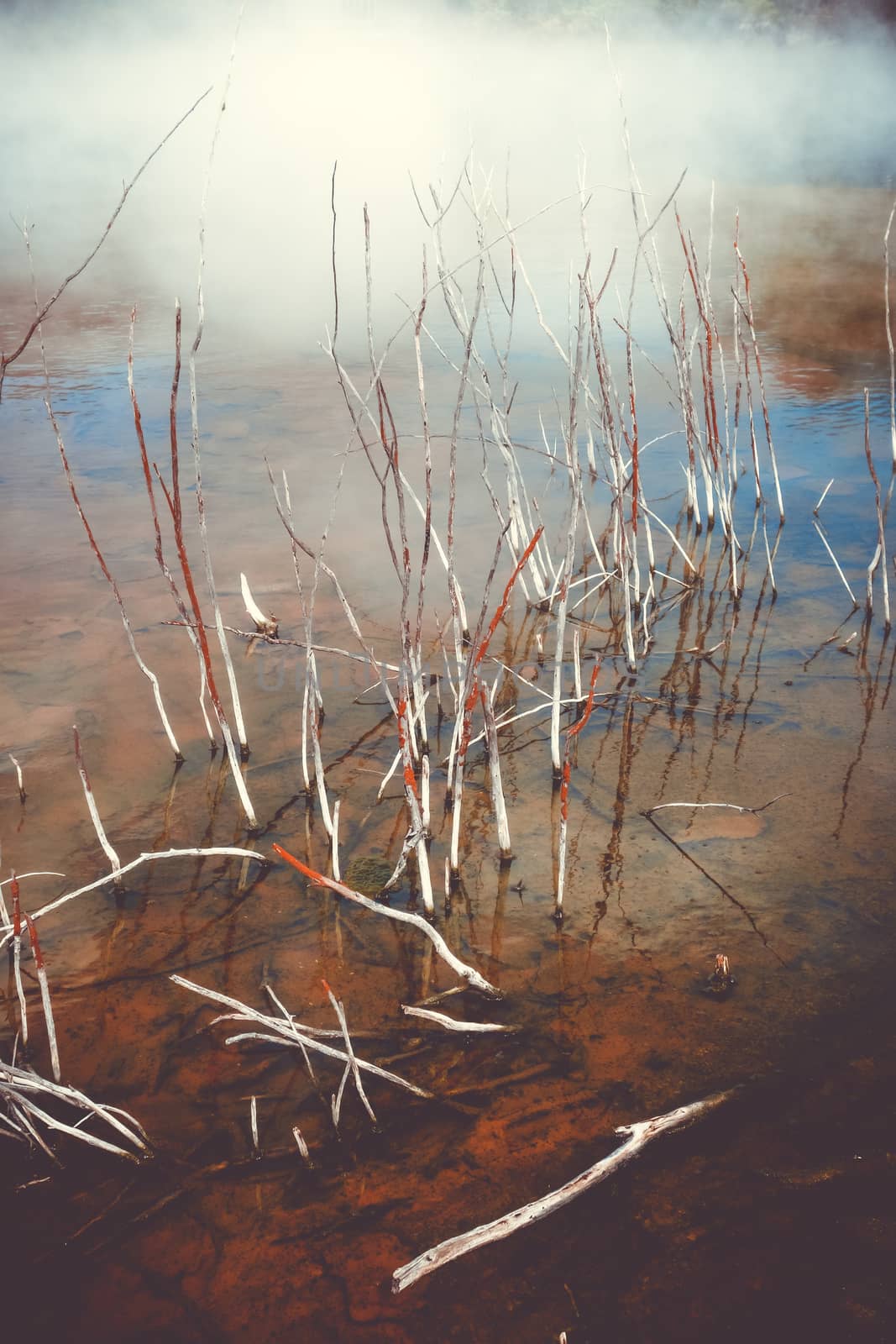 wood branches in Rotorua volcanic hot springs, New Zealand