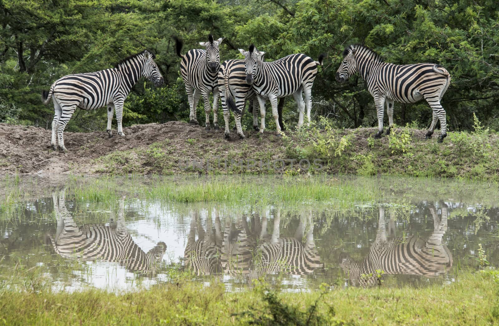 group of zebras in south africa in the wild nature by compuinfoto