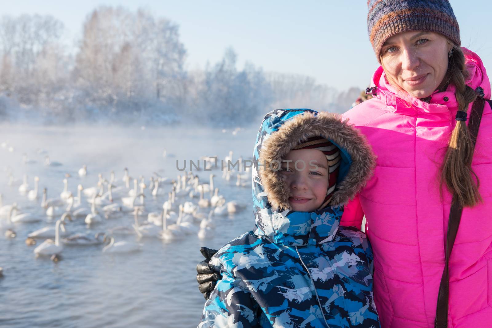 Woman at winter nonfreezing lake with white whooping swans. The place of wintering of swans, Altay, Siberia, Russia.