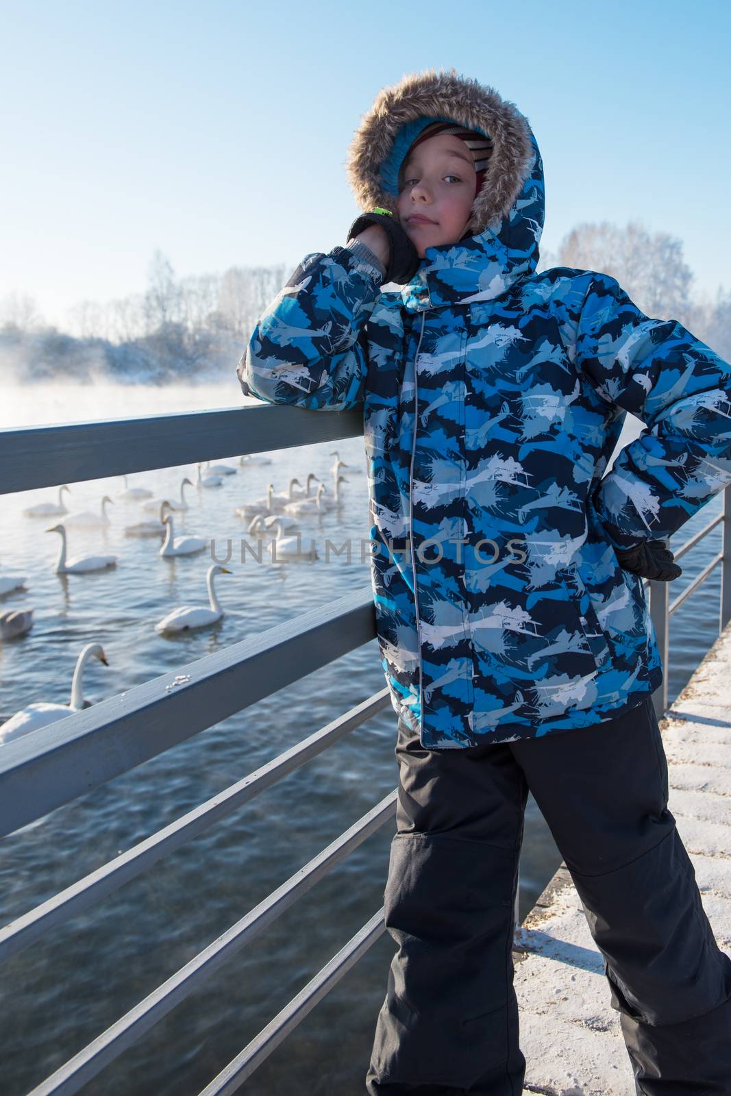 Boy at winter nonfreezing lake with white whooping swans. The place of wintering of swans, Altay, Siberia, Russia.