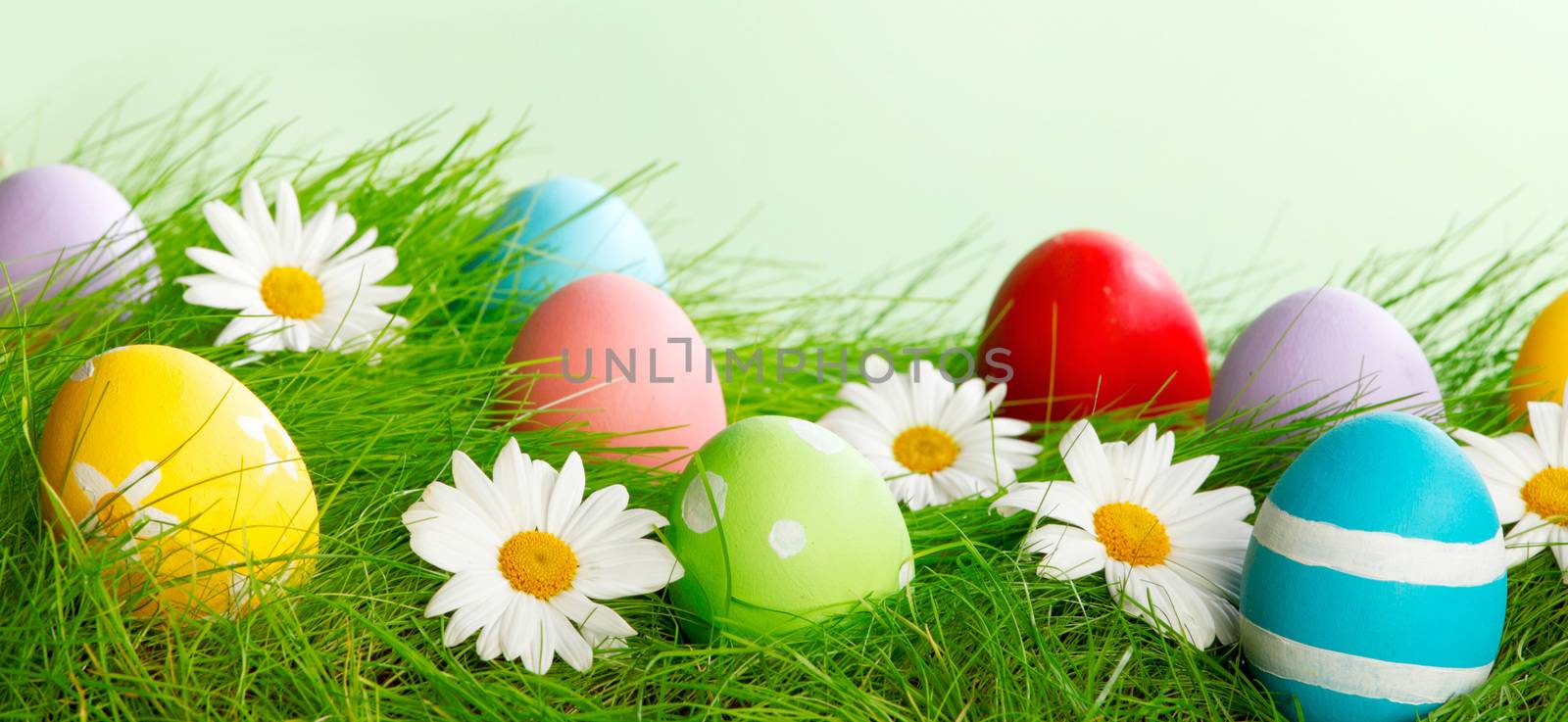 Easter composition with eggs and flowers on green meadow