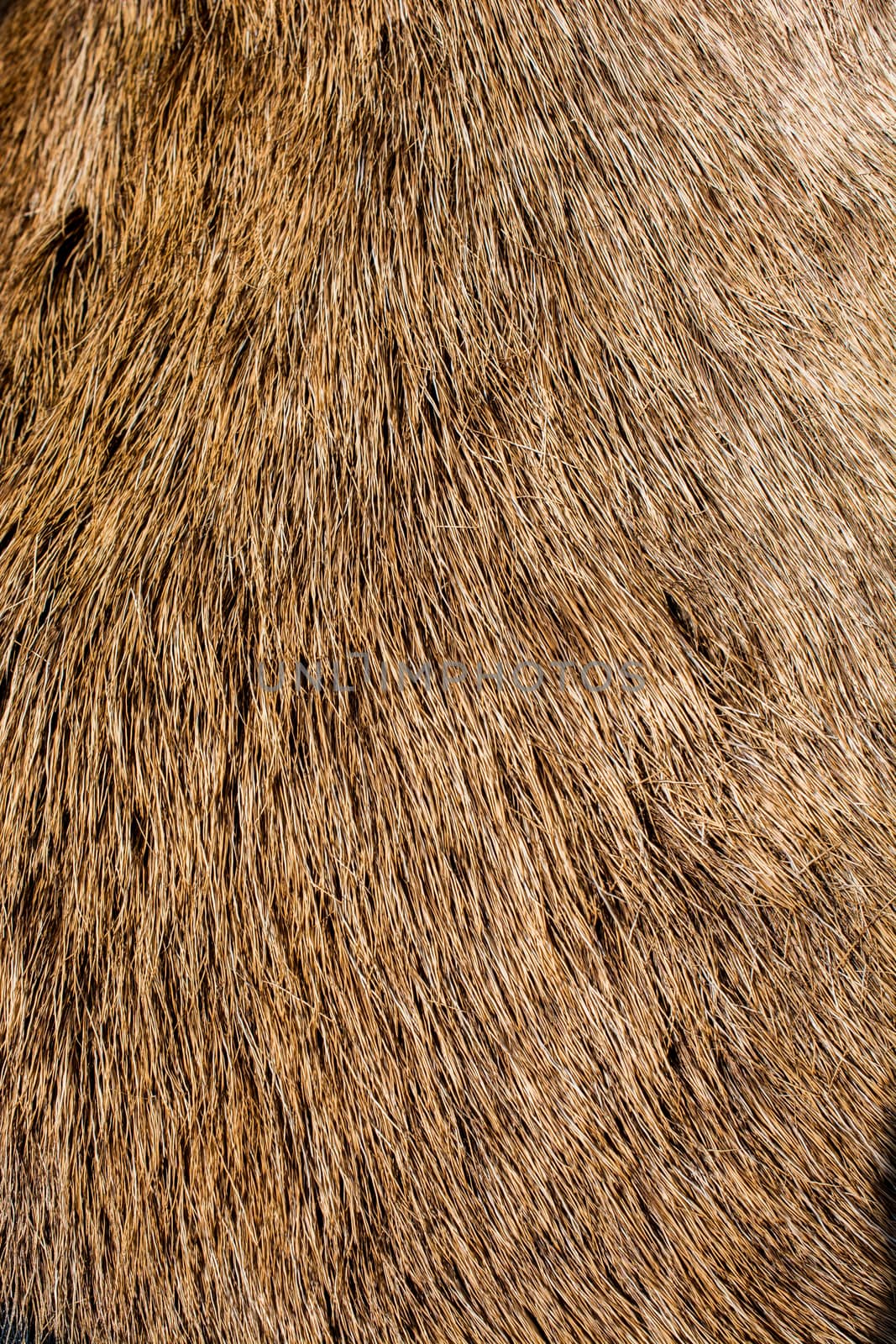 Decorative animal  fur as a background texture