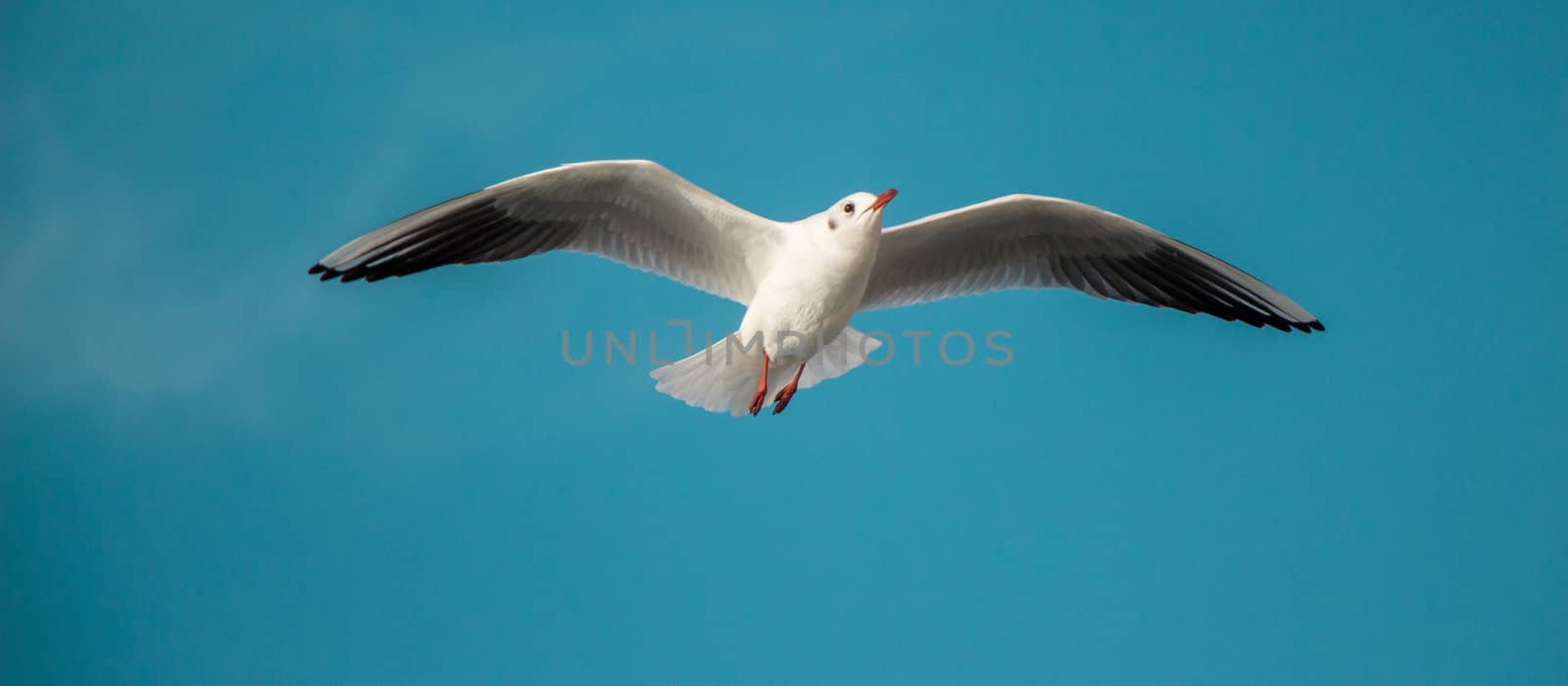 Seagull flying in blue  sky  by berkay