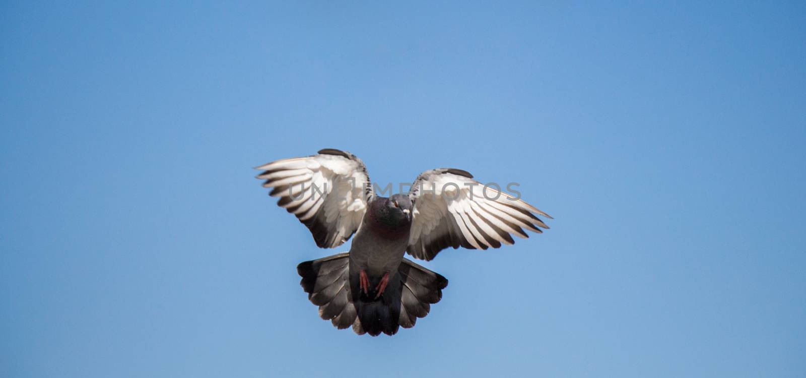 Twin pigeons flying in  air  by berkay