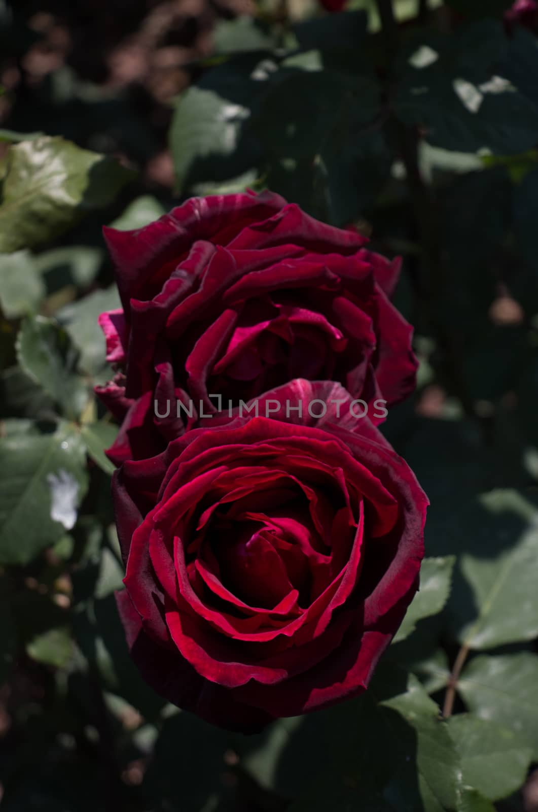 Blooming beautiful colorful roses in the garden background