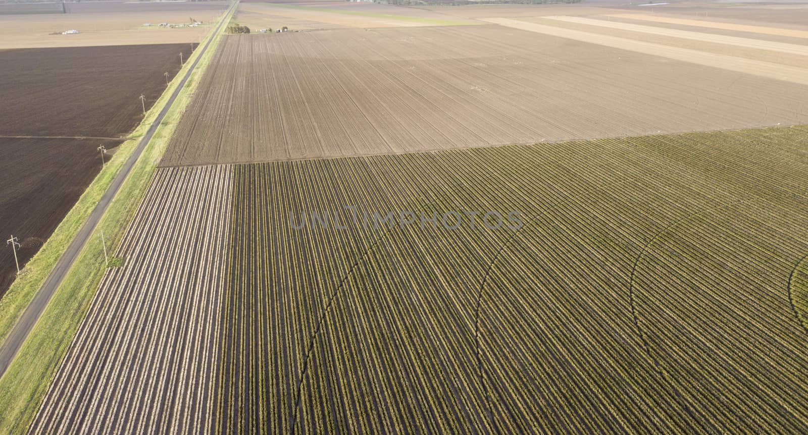 Field of cotton in the countryside ready for harvesting.