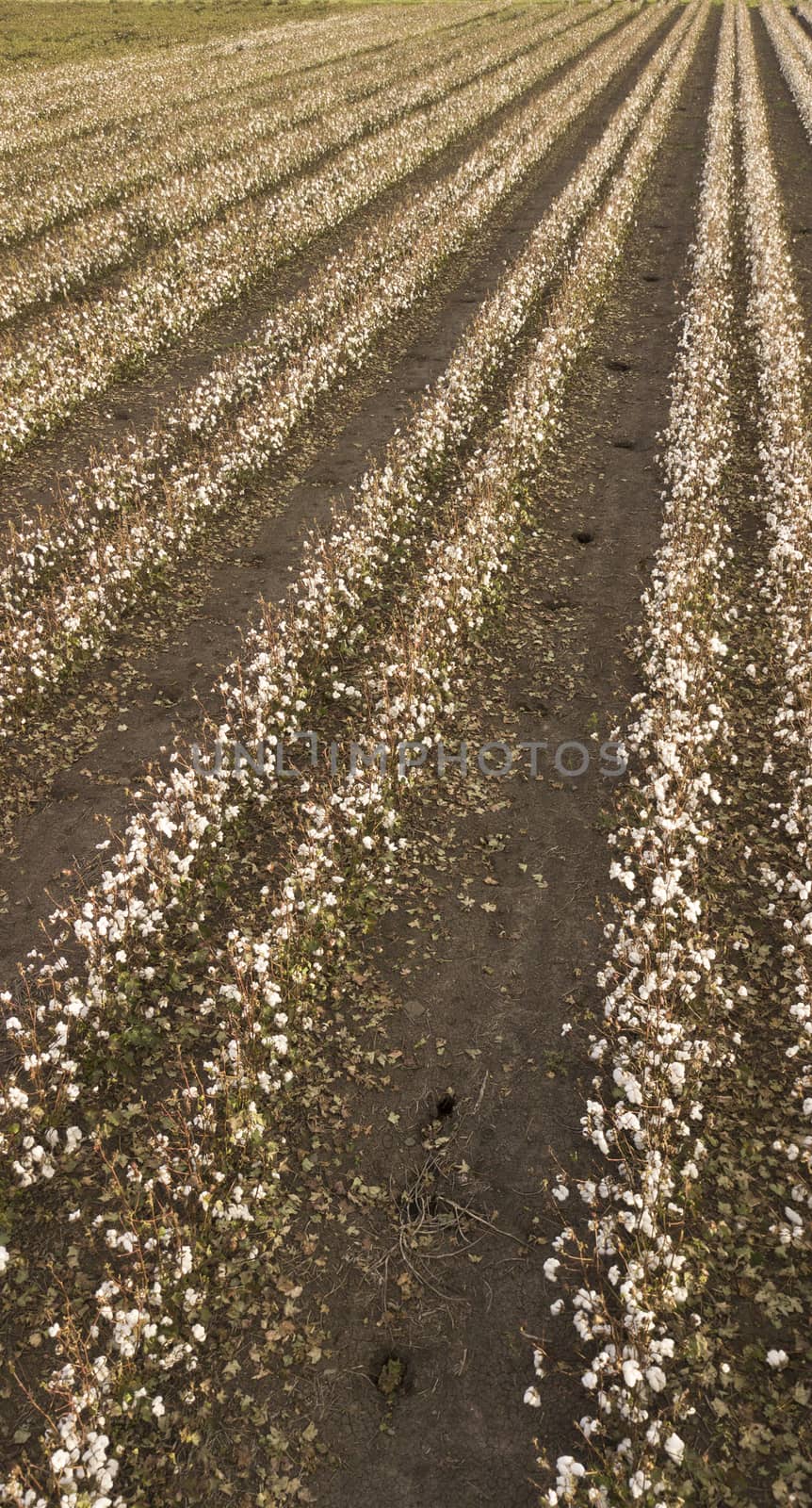 Field of cotton in the countryside ready for harvesting.