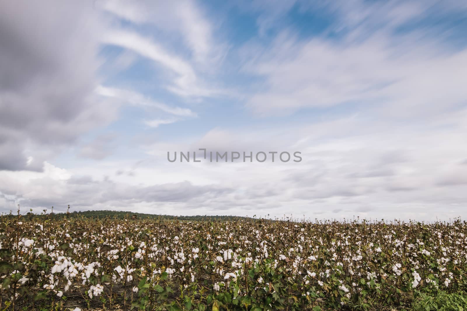 Cotton field in the countryside. by artistrobd