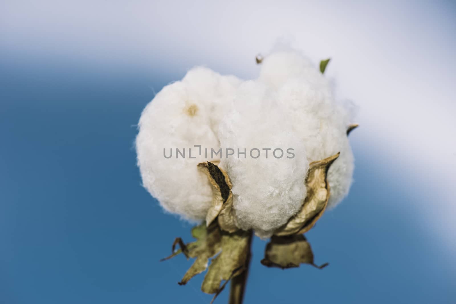 Cotton field in the countryside. by artistrobd