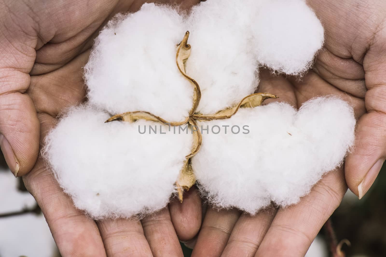 Field of cotton in the countryside ready for harvesting.