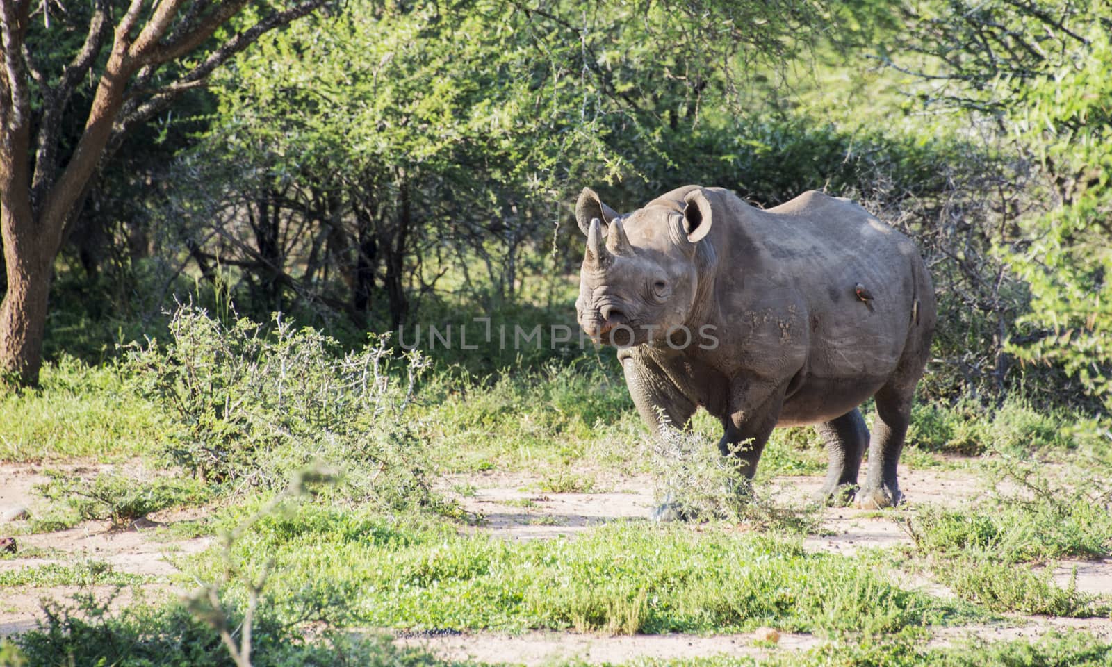 big very threatened black rhinoceros (Diceros Bicornis) in kruger national park in south africa,they are hunted because of the ivory that they think is a medicine in China