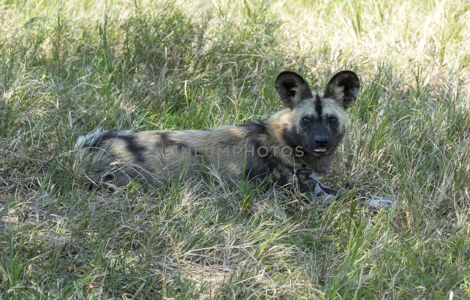 african wild dog laying in the grass in wild life safari park africa