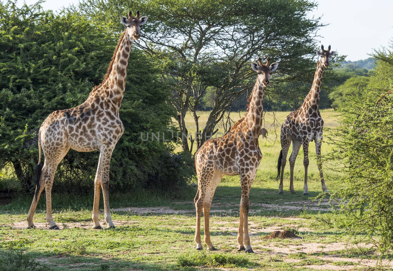giraffes in the wild in south africa by compuinfoto