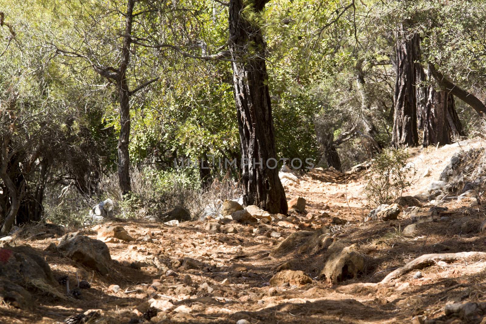 firs tall trees forests and woodlands from Antalya