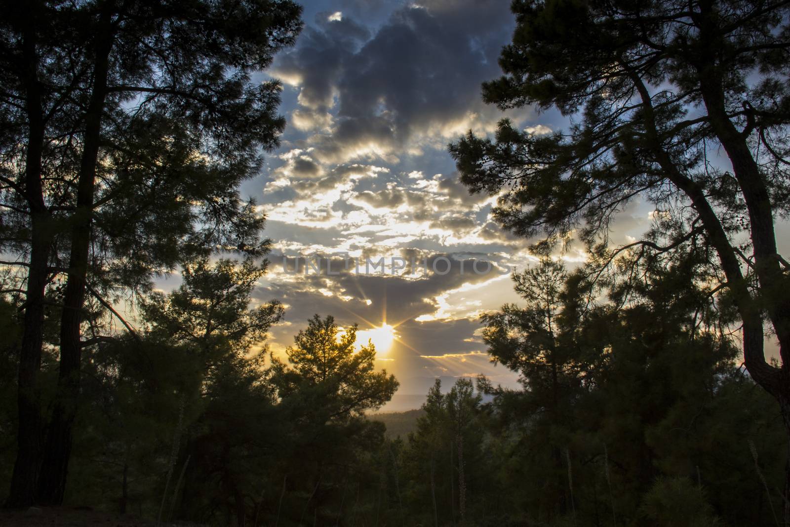 firs tall trees forests and woodlands from Antalya