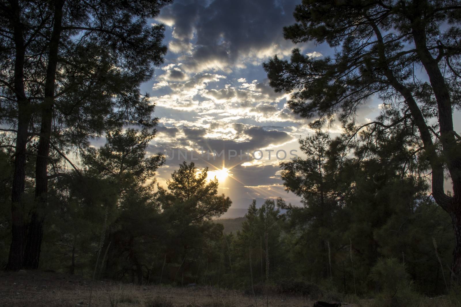 firs tall trees forests and woodlands from Antalya