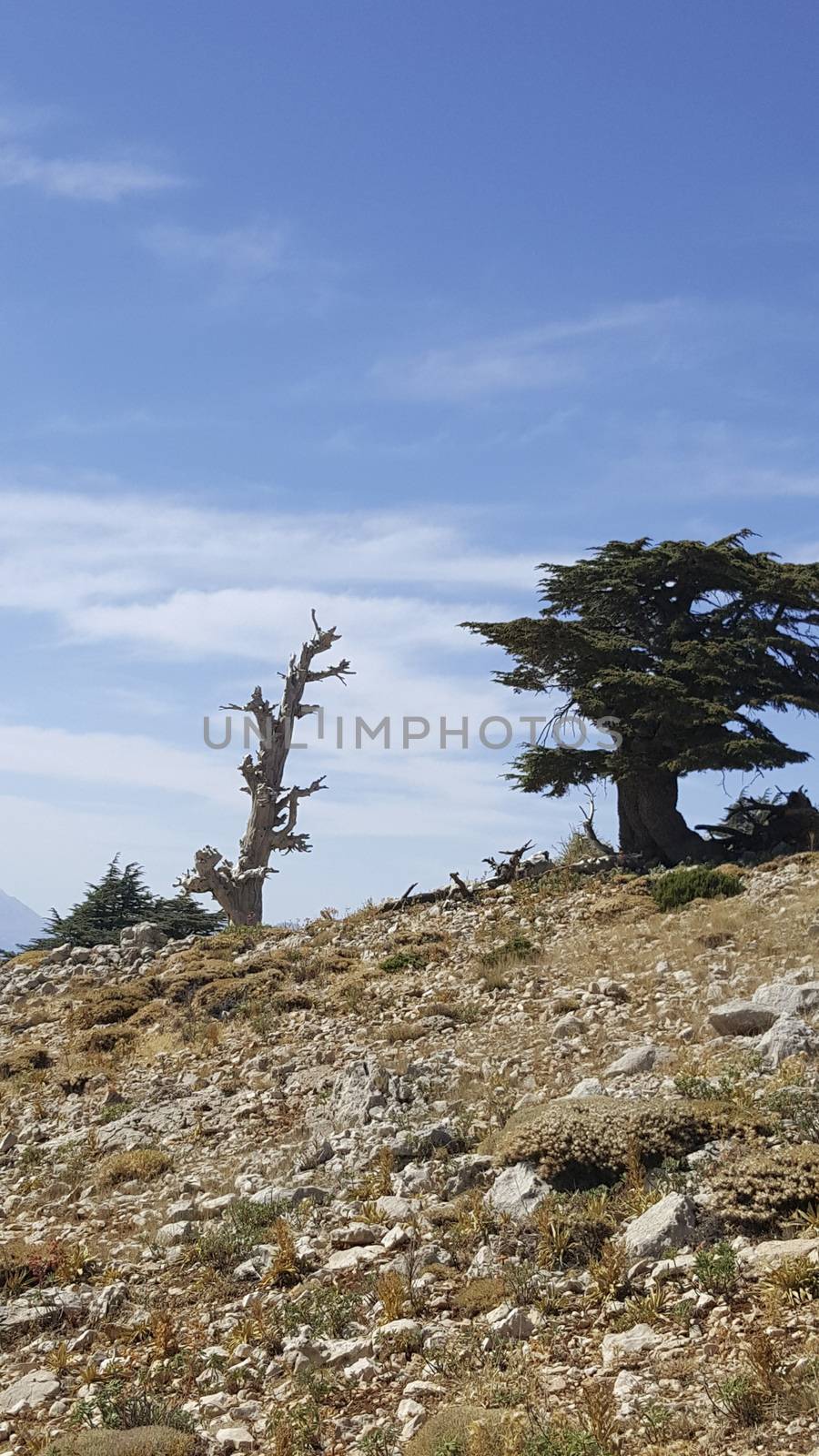 firs tall trees forests and woodlands. Antalya