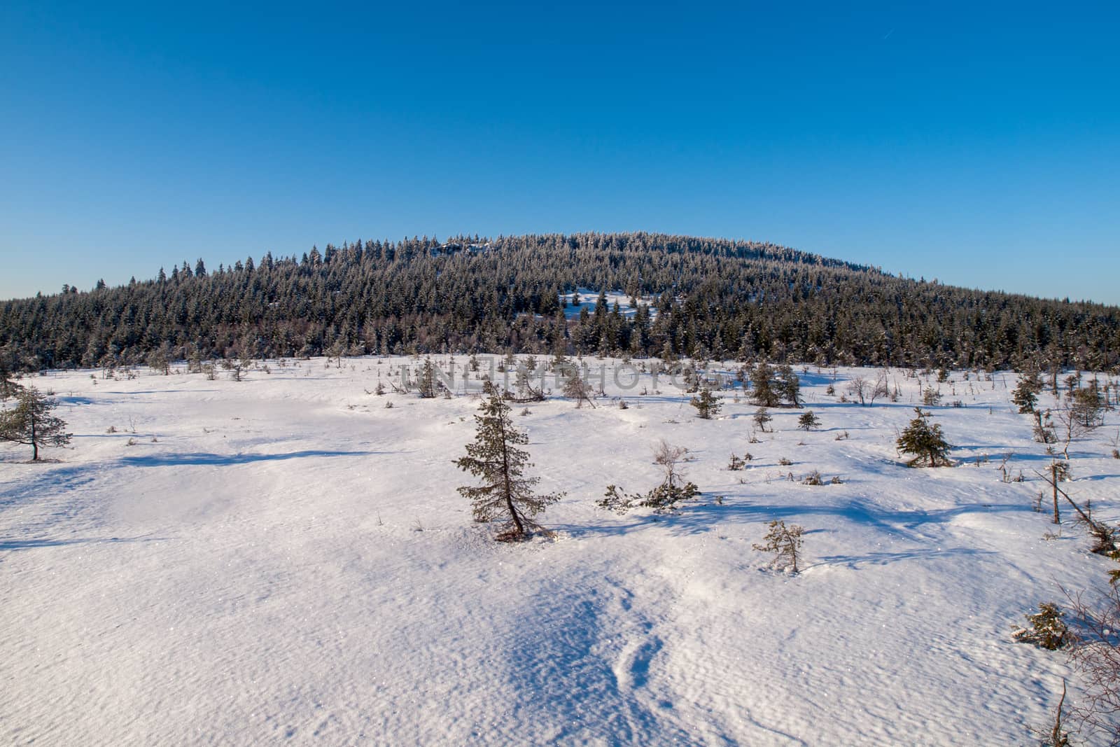 Winter in Jizera Mountains near Cihadla marshland, Czech Republic.