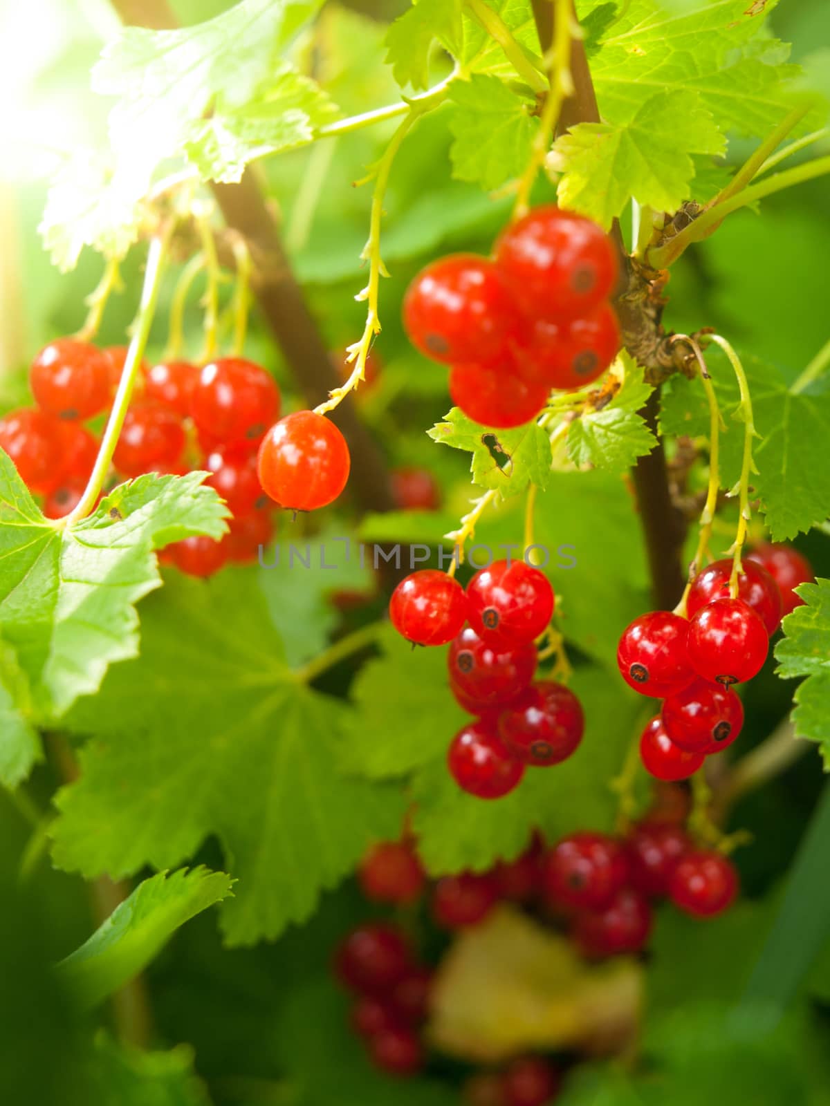 Red currant berries on the branch. Summer garden ripenning crop.
