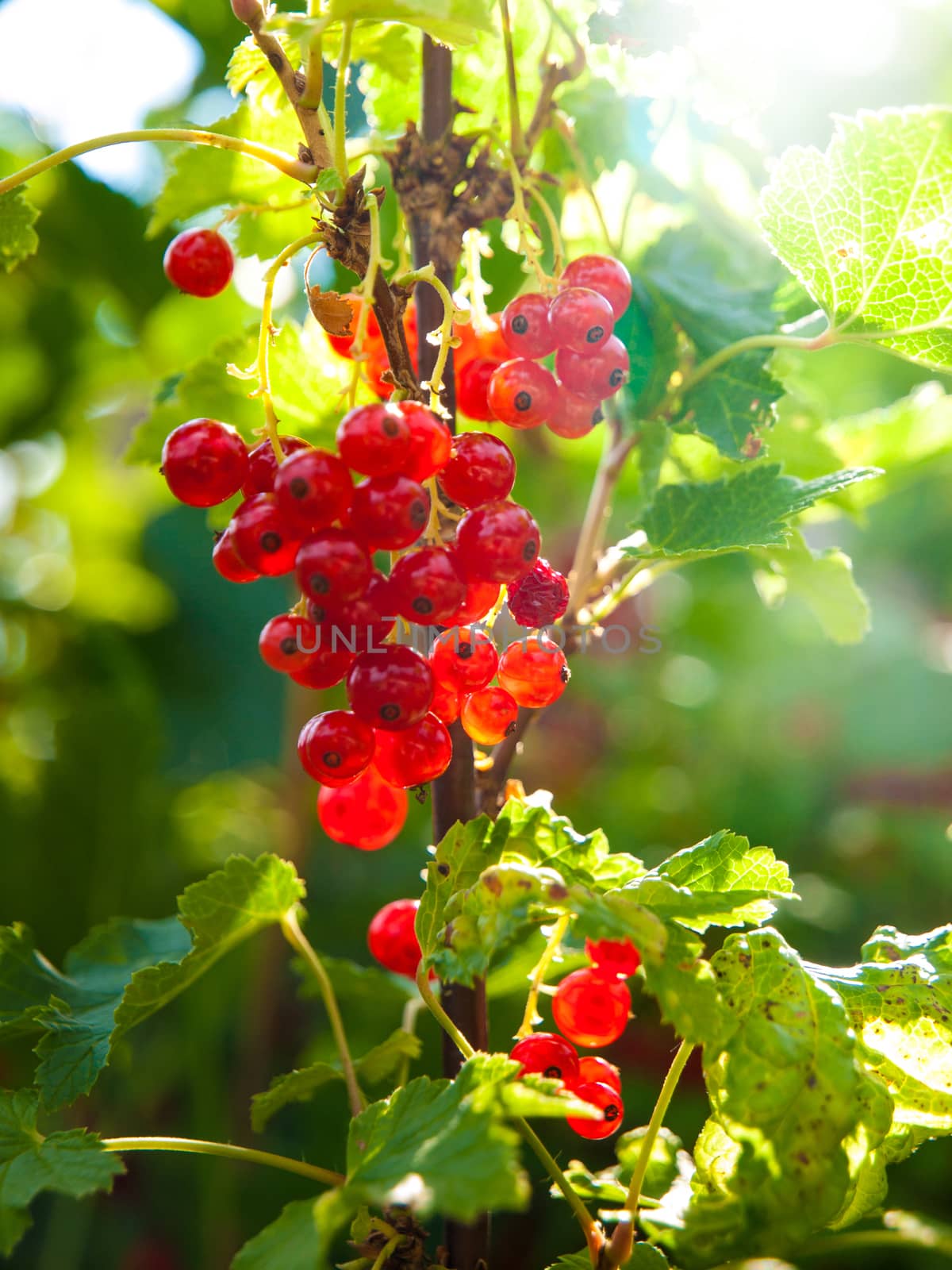 Red currant berries on the branch. Summer garden ripenning crop by pyty