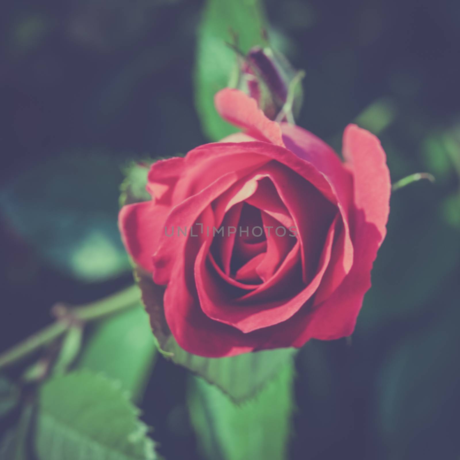 Beautiful red rose in the dark. Desaturated photography with haze. View from above by pyty
