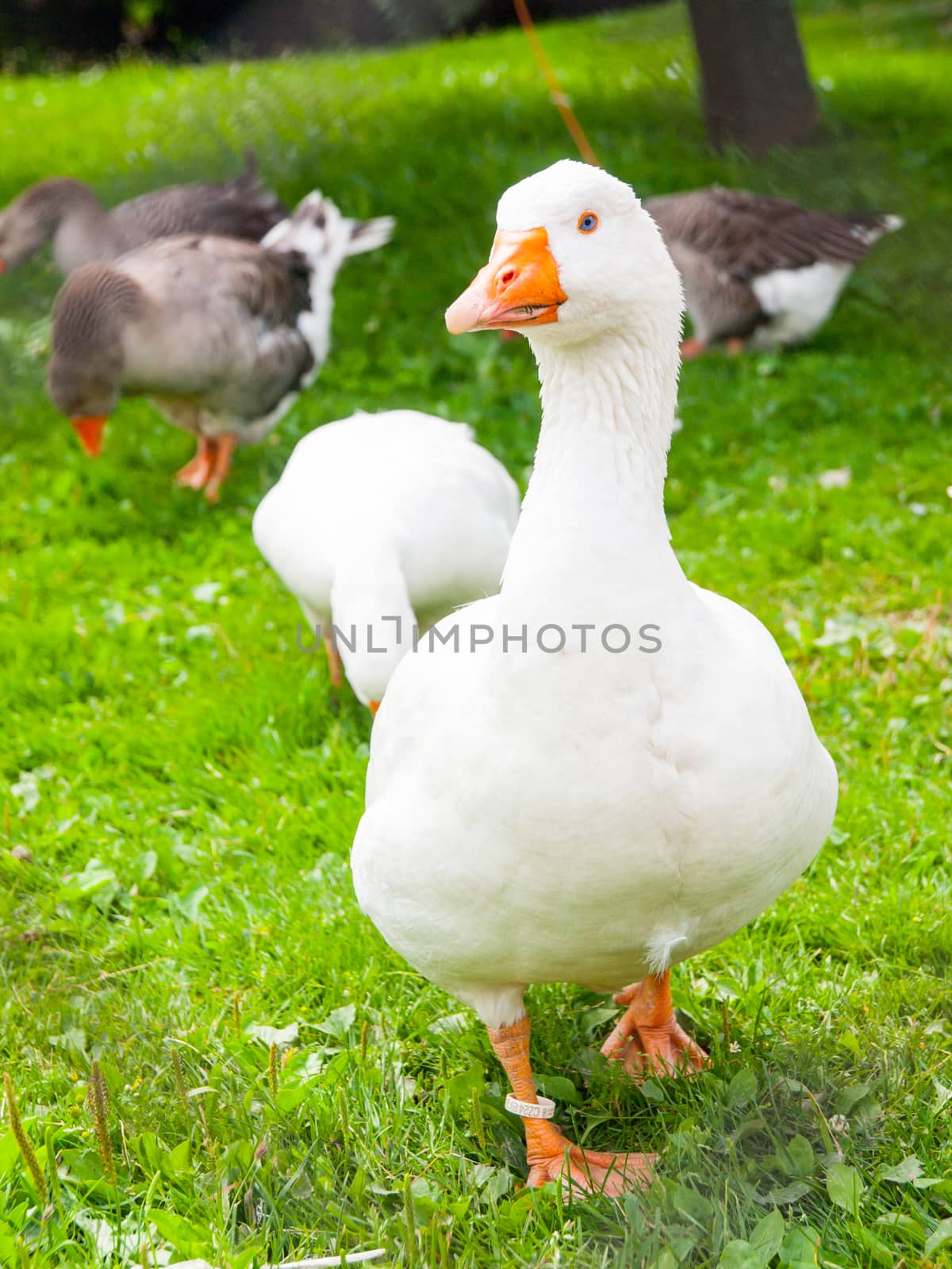 White domestic goose walks in the grass. Farm animal by pyty