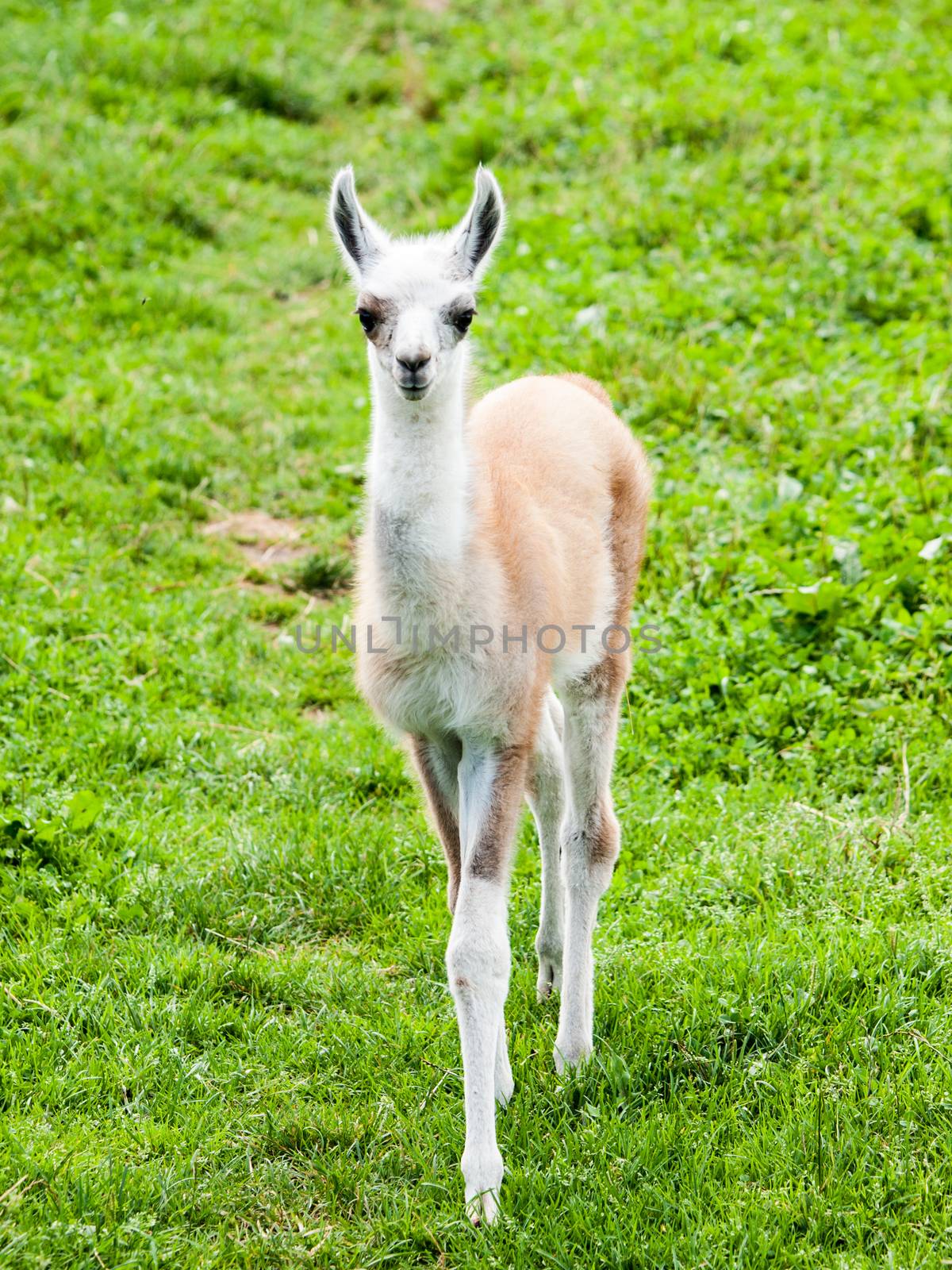 Baby llama. Cute and funny south american mammal by pyty