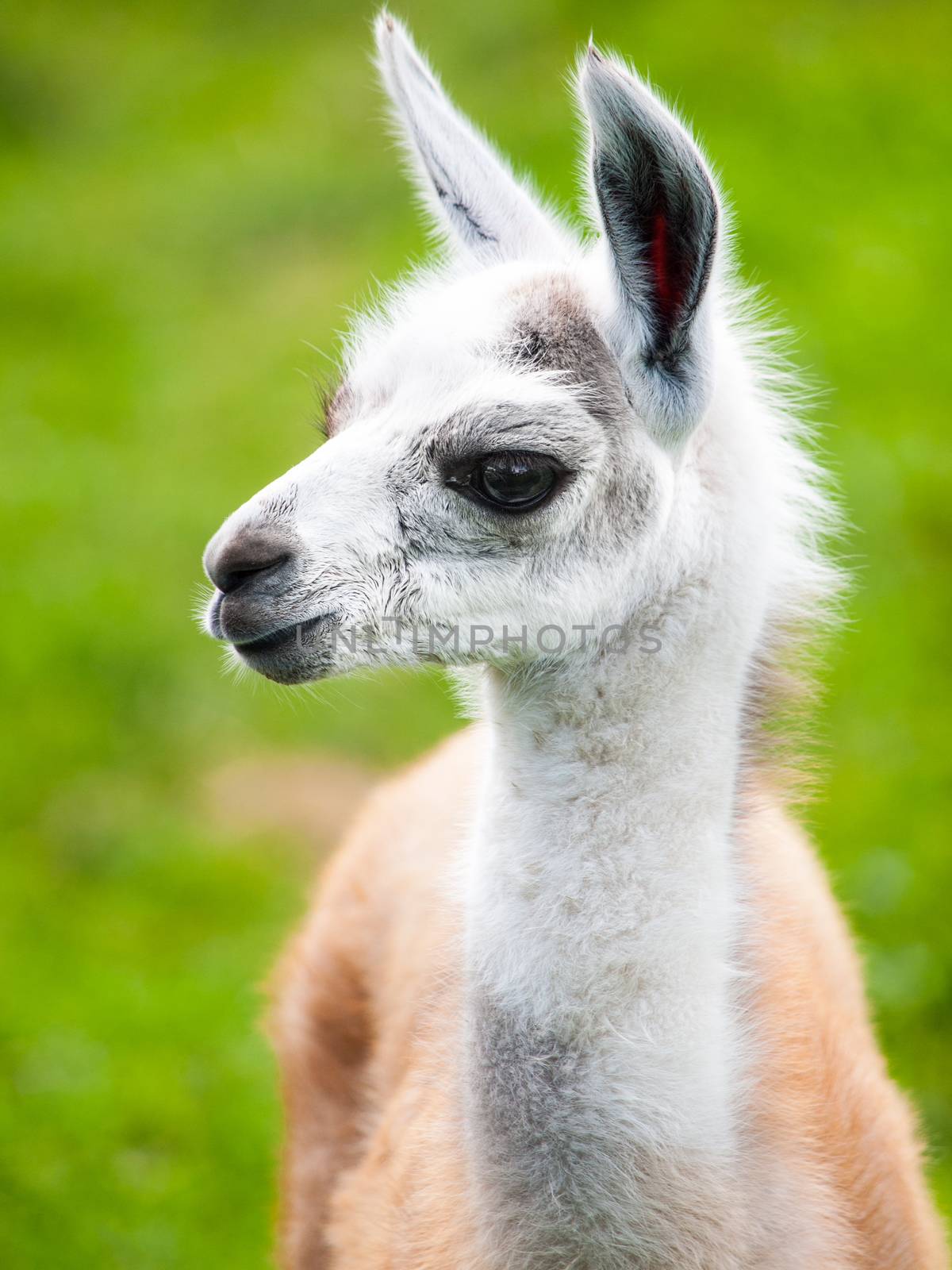 Baby llama portrait. Cute south american mammal by pyty