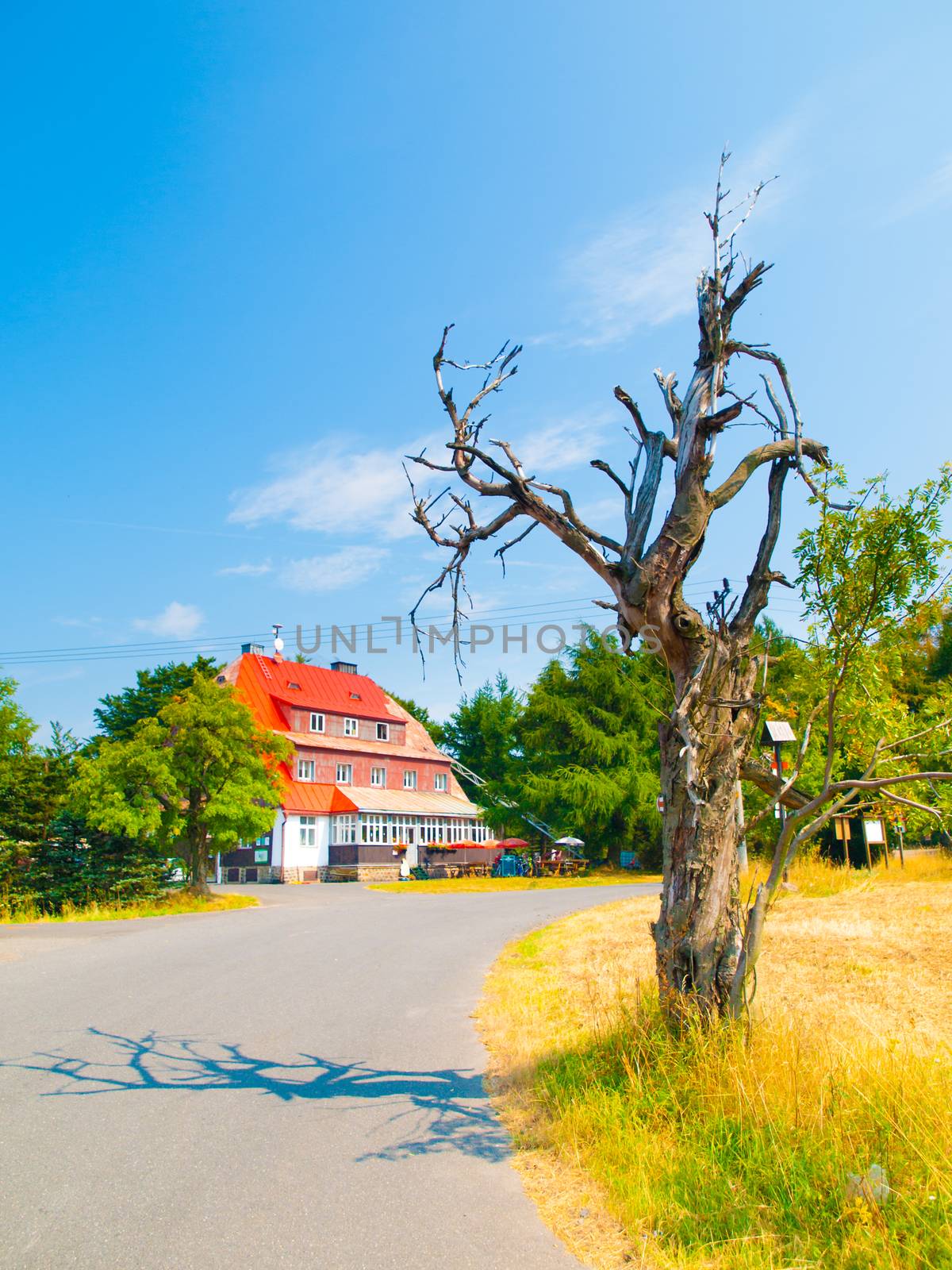 Old dry tree at Mountain Hut Vitiska in Ore Mountains, Czech Republic by pyty