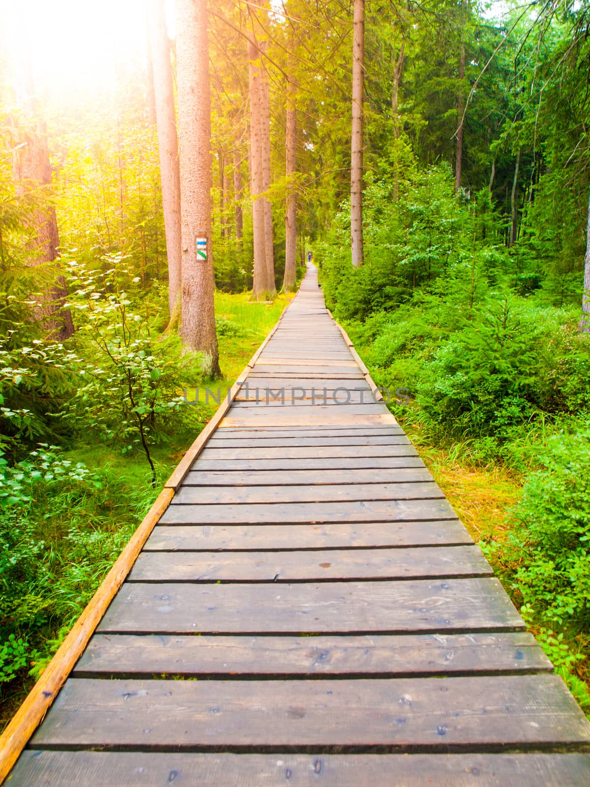 Narrow wooden path in the green forest.