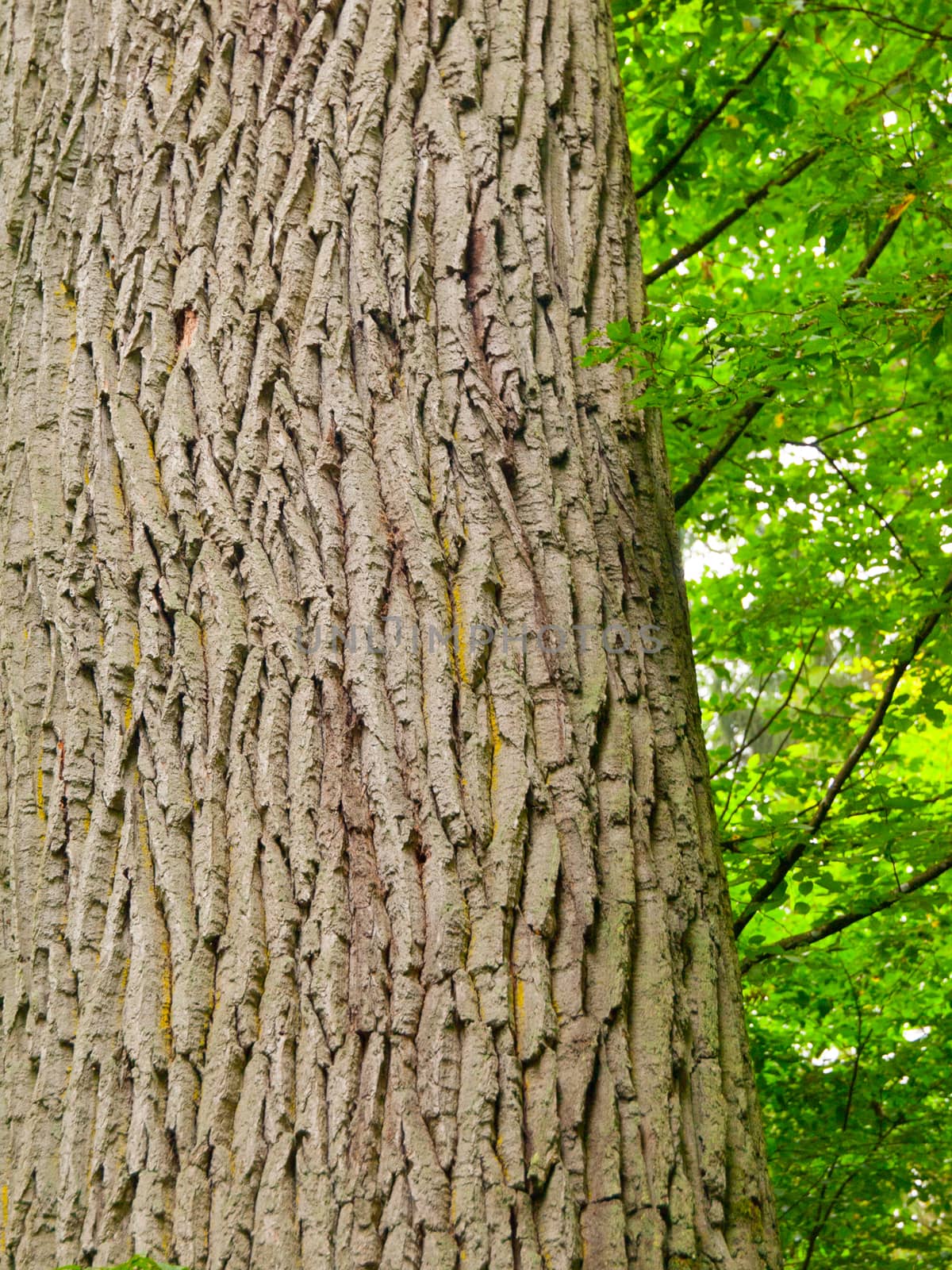 Detailed view of tree trunk and tree bark with green forest background