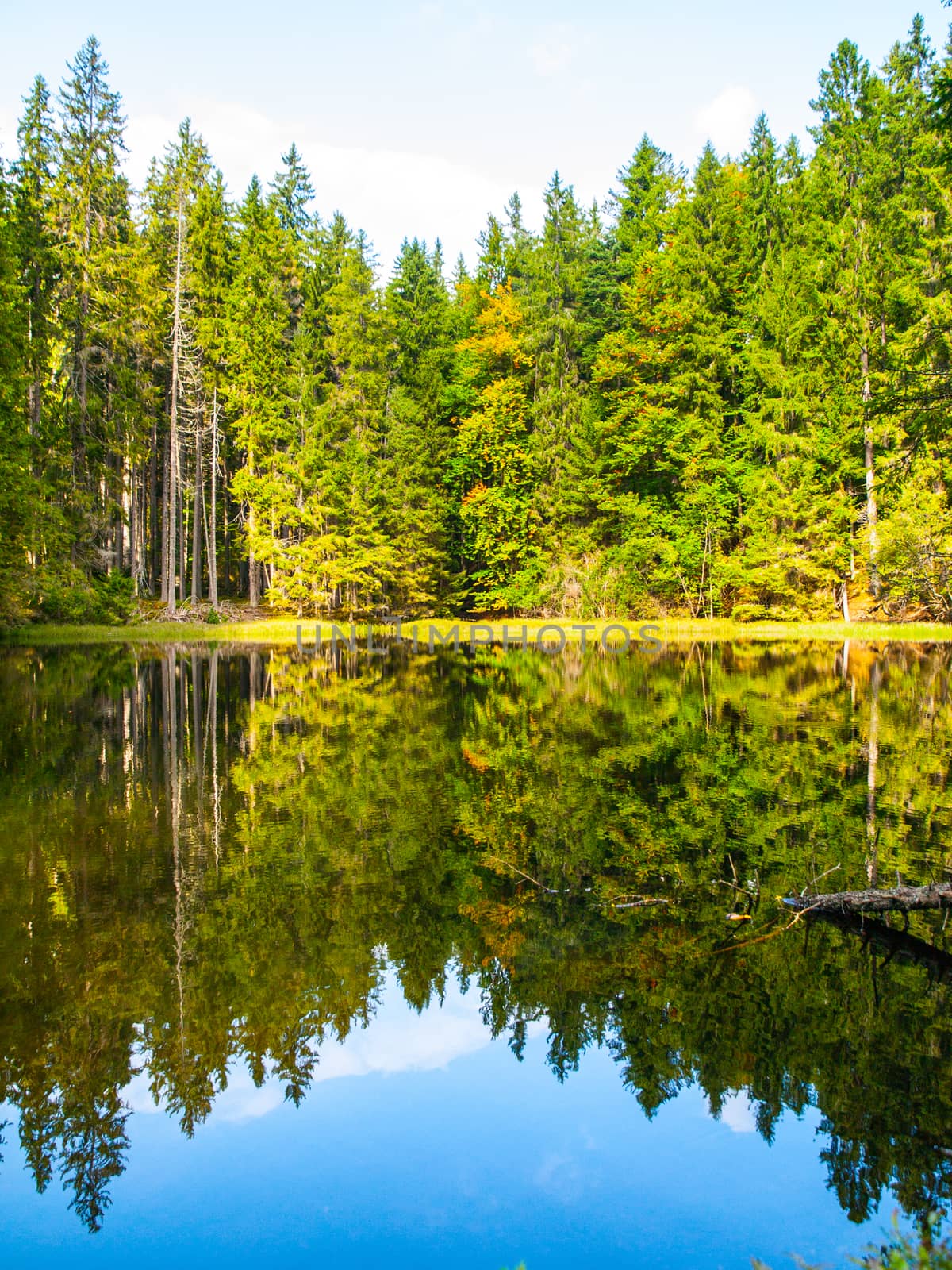 Boubin lake. Reflection of lush green trees of Boubin Primeval Forest, Sumava Mountains, Czech Republic.