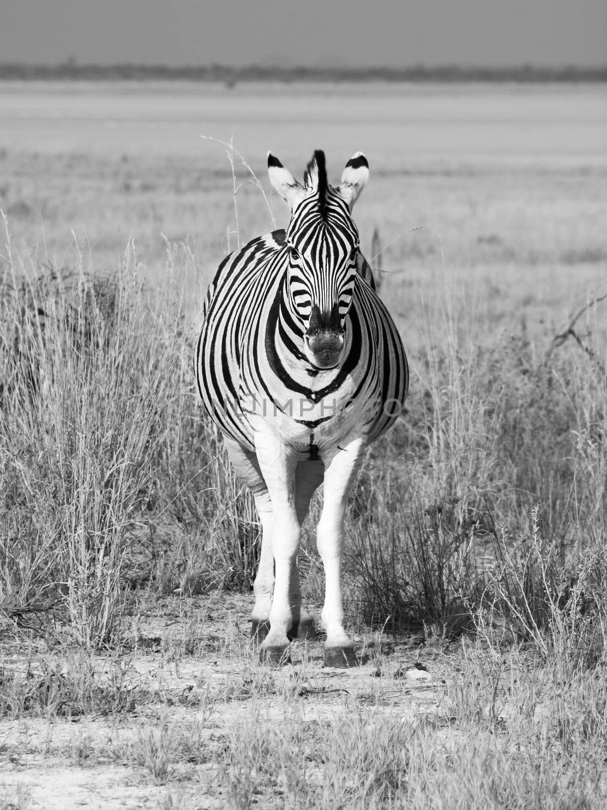 Front view of zebra on sunny day by pyty