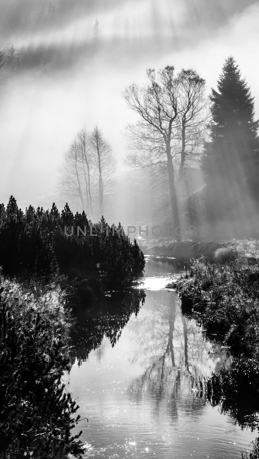 Misty morning in the nature. Sun beams light through fog with tree silhouettes. Water reflection. by pyty