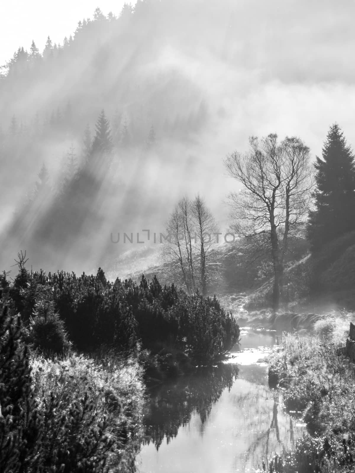 Misty morning in the nature. Sun beams light through fog with tree silhouettes. Water reflection. Black and white image.