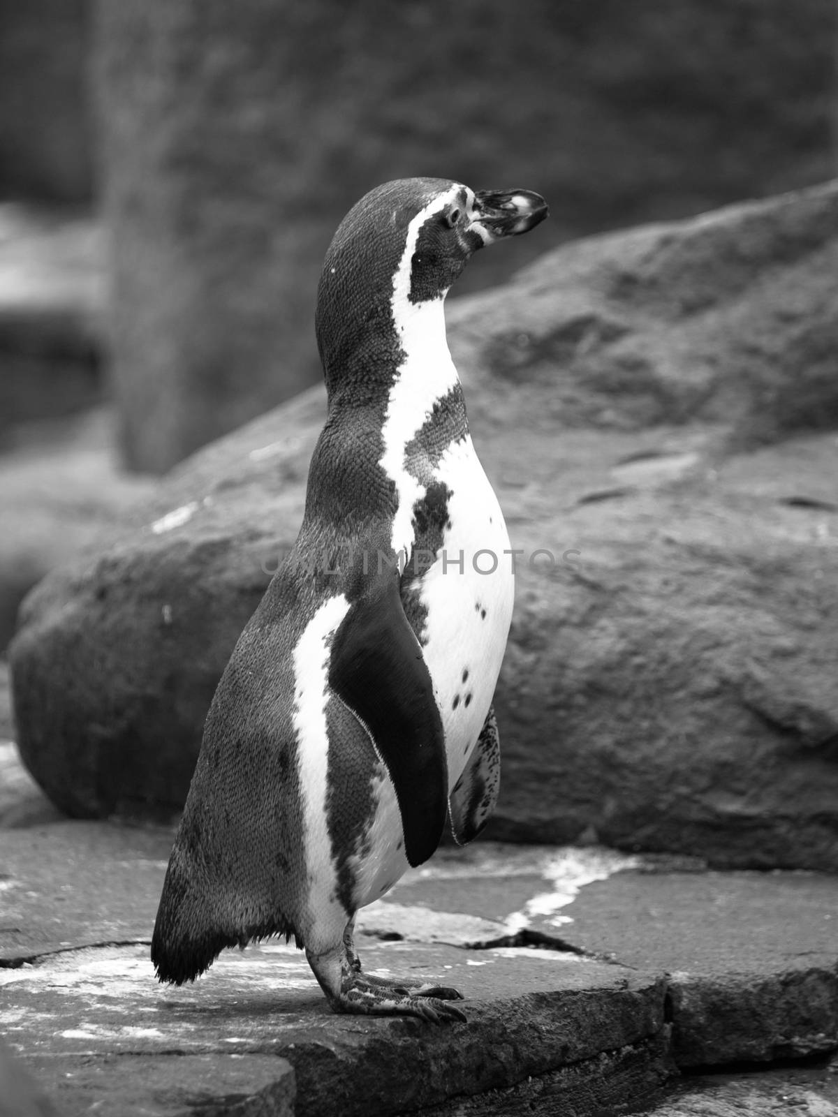 The Humboldts Penguin or Peruvian Penguin standing on the ground.