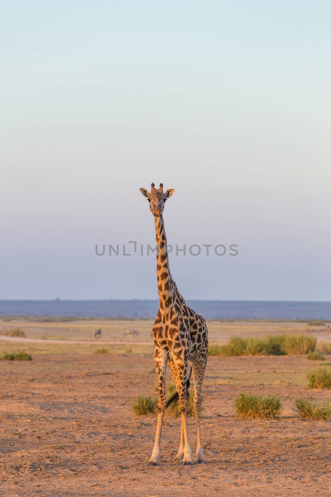 Solitary wild giraffe in Amboseli national park, Tanzania.