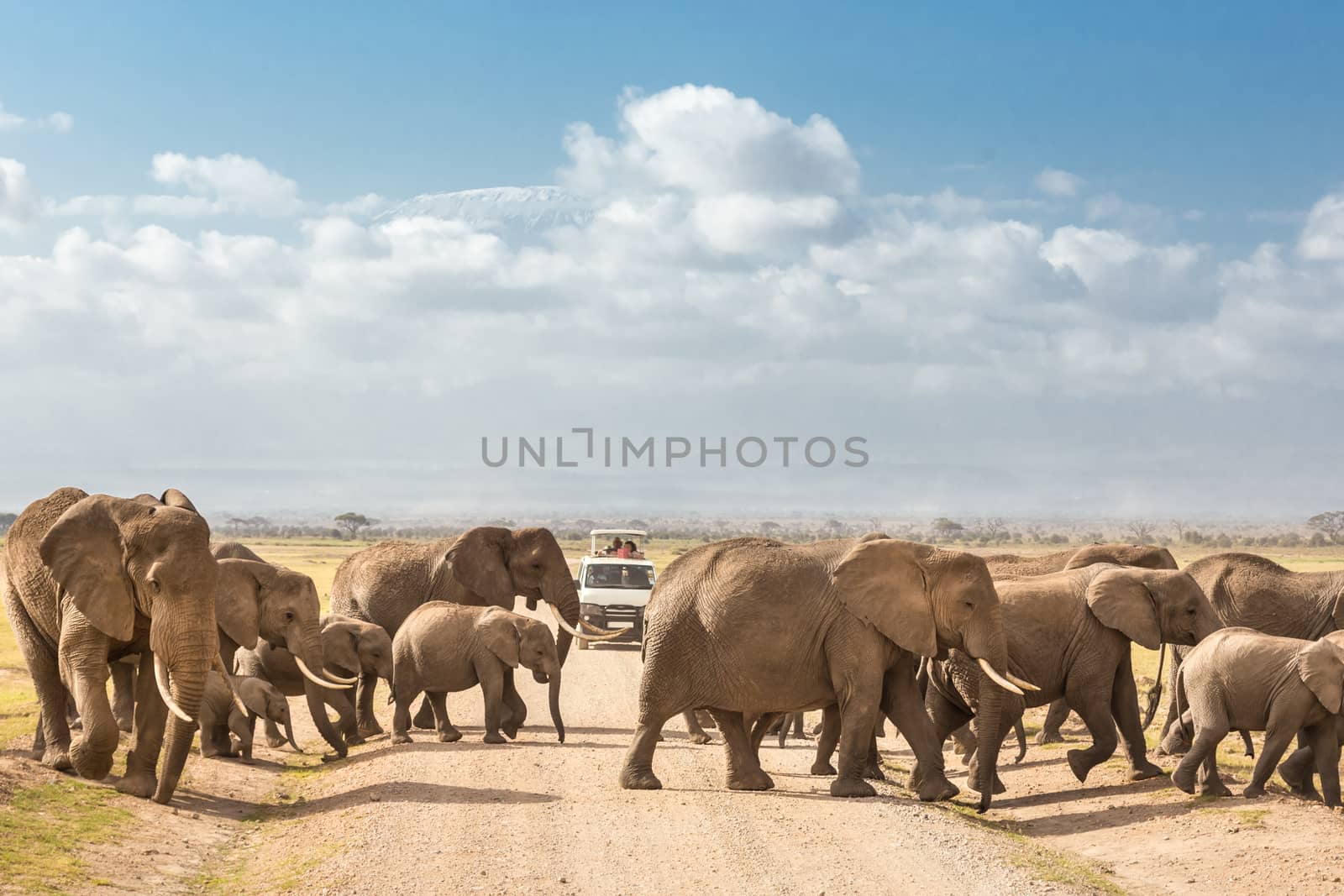 Tourists in safari jeeps watching and taking photos of big hird of wild elephants crossing dirt roadi in Amboseli national park, Kenya. Peak of Mount Kilimanjaro in clouds in background.