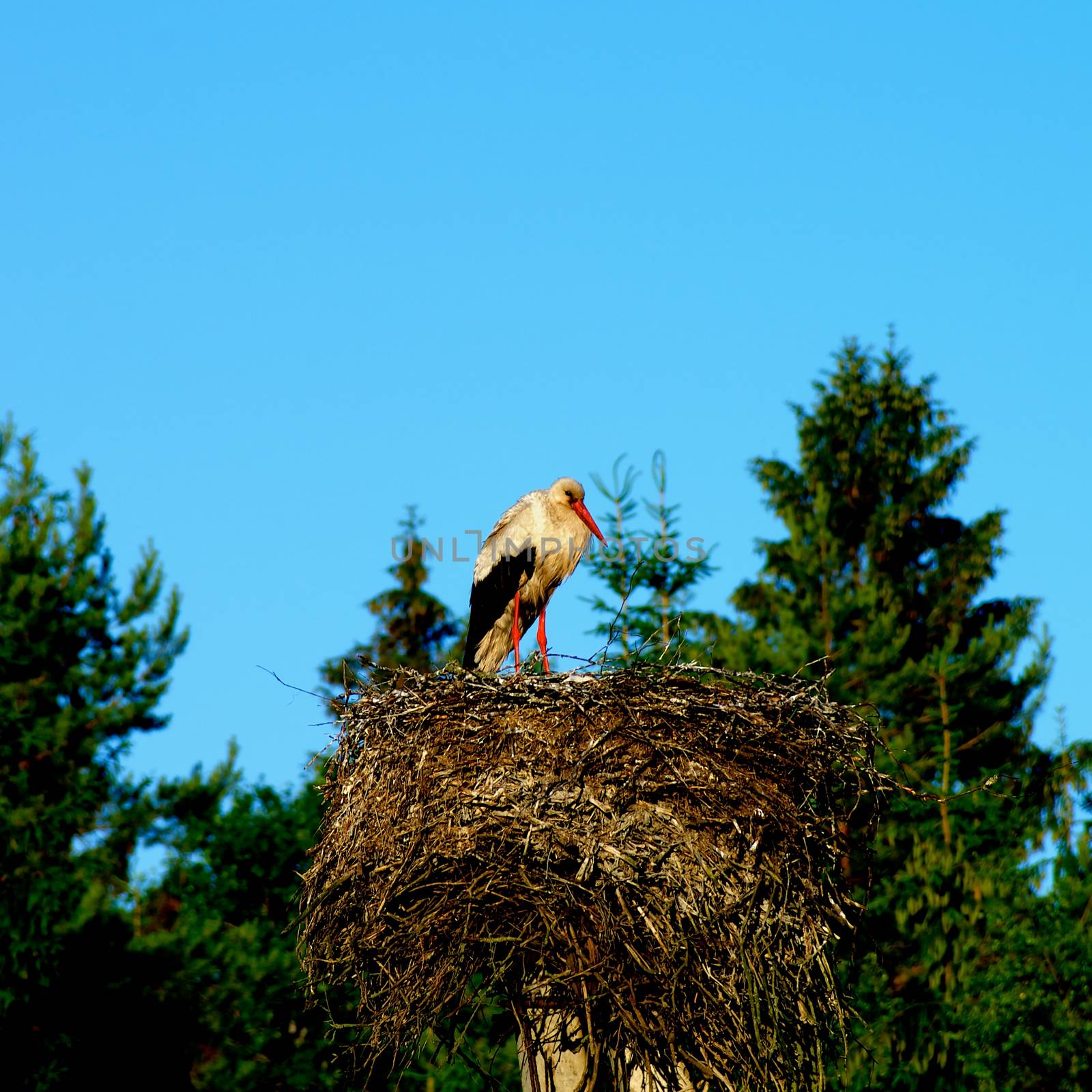 White Stork in Nest by zhekos