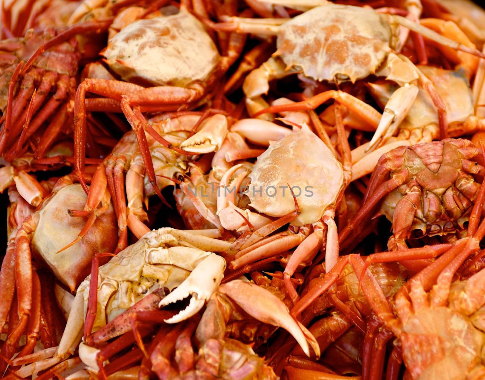 Background of Fresh Raw Mediterranean Red Crab closeup on Seafood Market Outdoors. Selective Focus