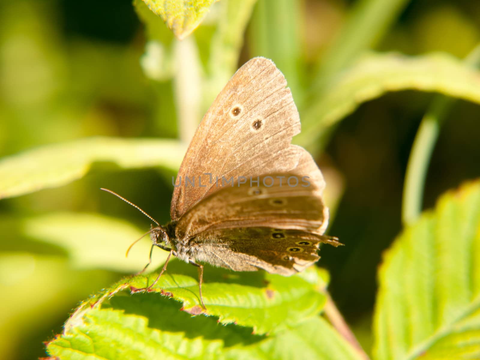 a brown ringlet butterfly resting on a leaf with its wings open; Essex; UK