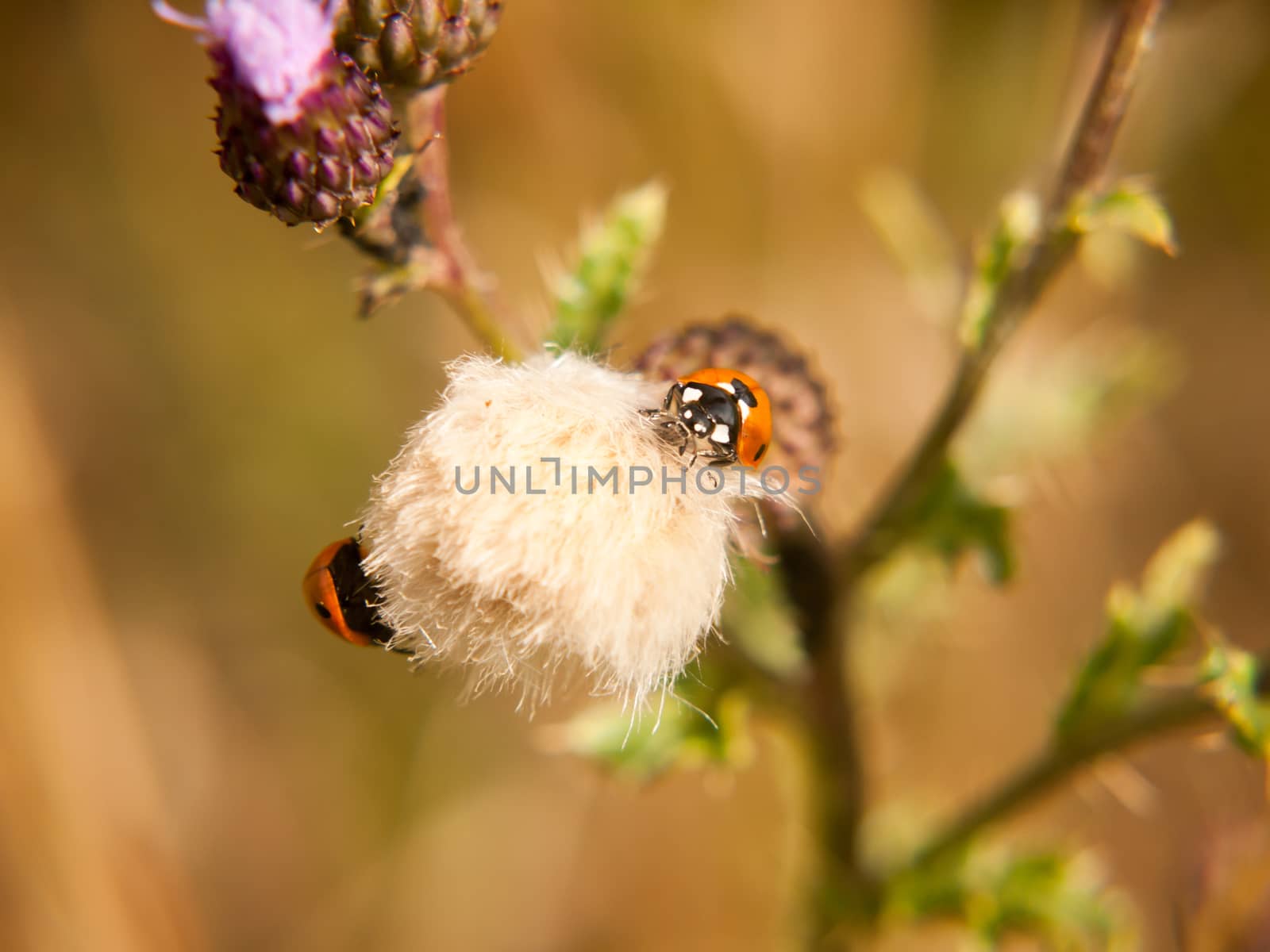 a 7 dot ladybird on top of a small white thistle flower; Essex; UK