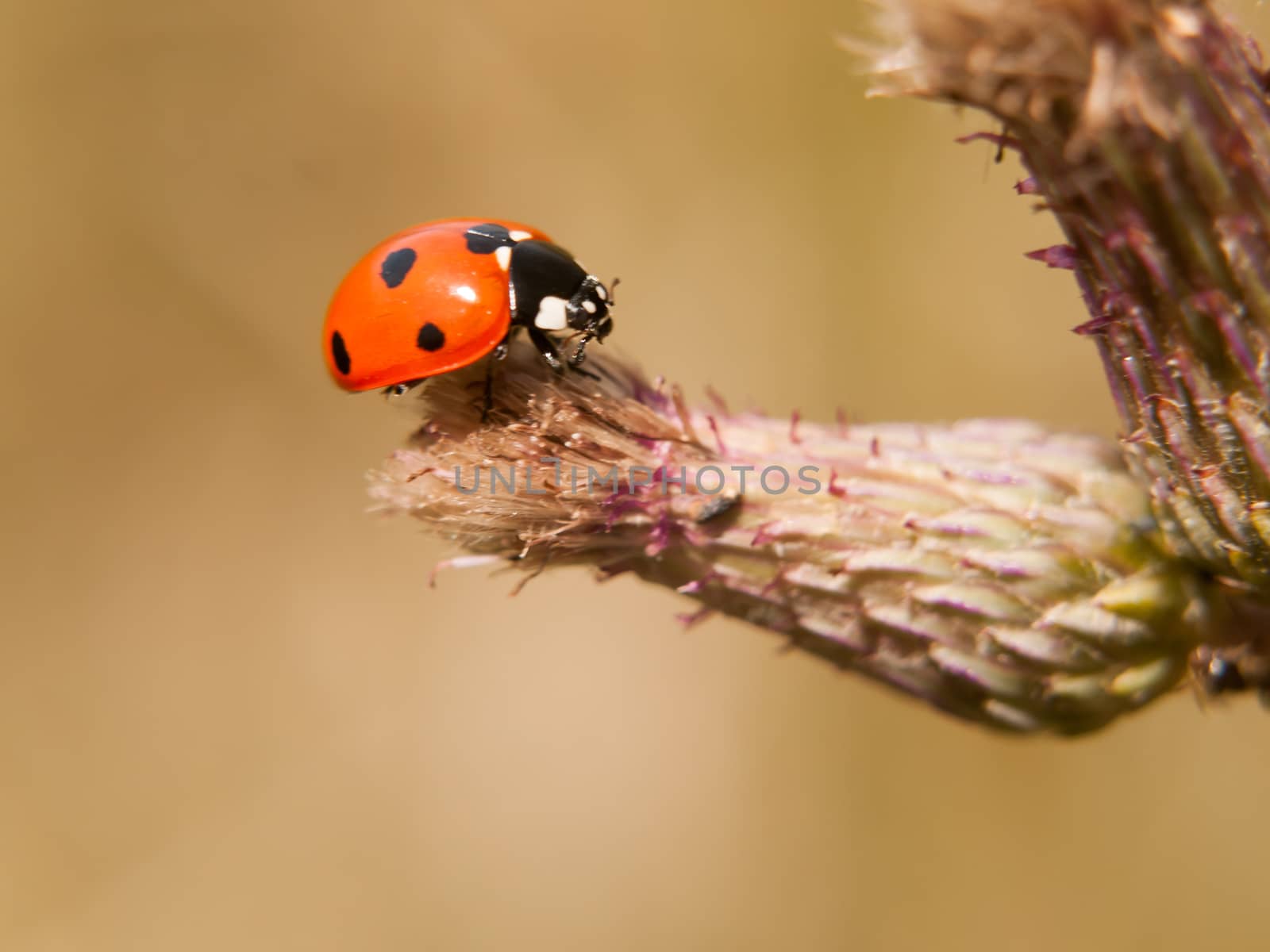 a 7 dot ladybird resting on the end of a bud up close; Essex; UK