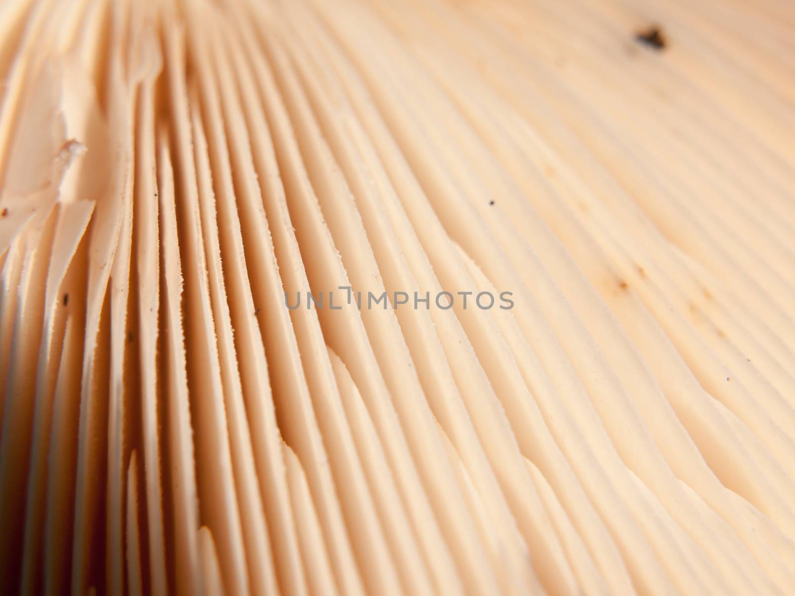 close up texture and lined pattern of the underside of a wild mushroom; Essex; UK