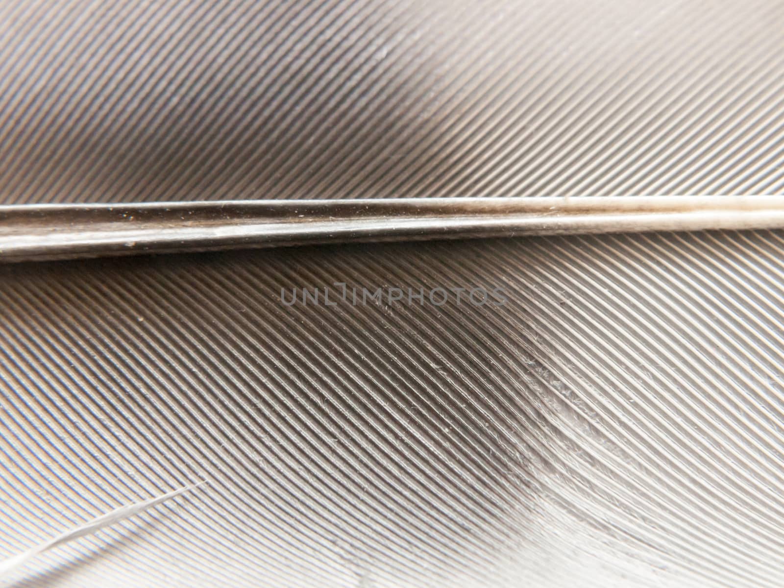 close up texture of a black and white bird's feather; Essex; UK